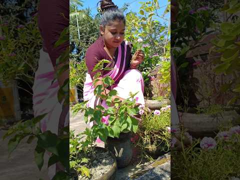 কলেজকে গাছ উপহার দিলাম!😭😭 #banglaminivlog #minivlog #gardening #gardeningtips #plants #plantslove