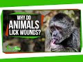 Understanding Wound Licking in Animals