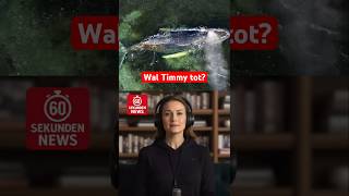 Wal Timmy tot? 😳 Wahrheit oder Fake #nachrichten #tier #news #deutschland