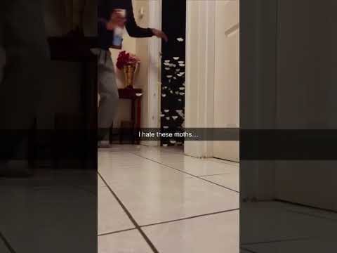 i hate these moths... #shorts