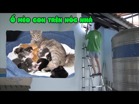Phát Hiện Ổ Mèo Hoang Ở Trên Mái Nhà Của Anh