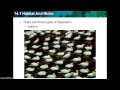 Ecology Concepts and Population Dynamics