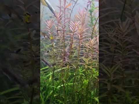 Mixed Fancy Guppies for Skipper's Auction #fancy#g 