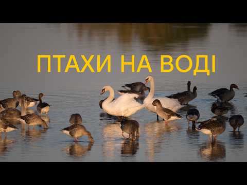 Спостерігаємо птахів на воді. Водоплавні готуються до перельоту.