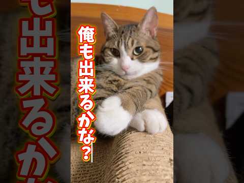 母ちゃんに愛を伝えられるか挑戦！父ちゃんDIYと猫の動画を楽しもう サムネイル