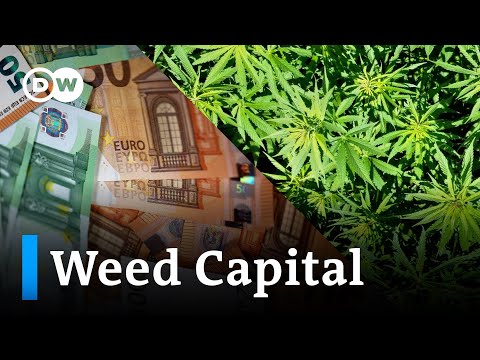The budding German cannabis industry | DW Business