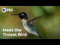 Bee Hummingbird Facts and Trivia
