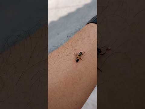 Abejas me pican #abejas #abeja #insectos #insecto #insectosybichos #insect #insects #venenosa #bee