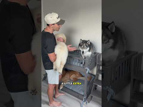 My dogs always argue at bedtime! #dogsofyoutube #dog #dogs #husky #goldenretriever #puppy