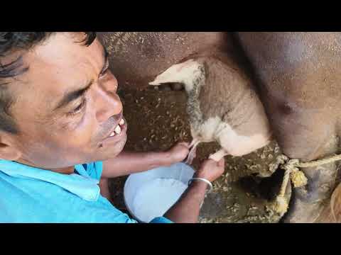 Jersey cow manual milking process