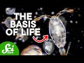 Phytoplankton: The Ocean's Unsung Heroes