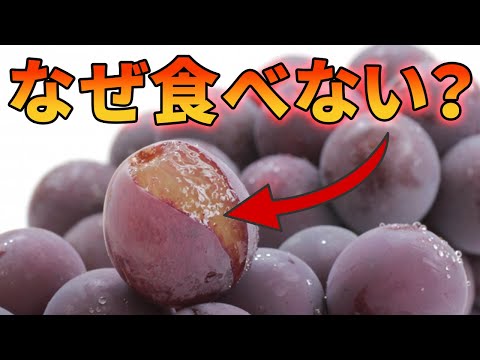 巨峰が歐米で食べられていない理由【解説動畫】