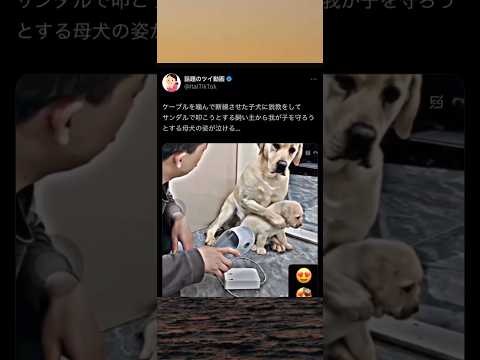 子ども思いな母犬 #shorts #動物 #おすすめ