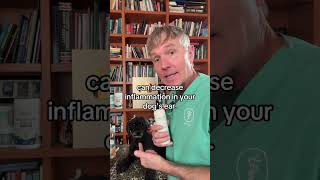 Recurring ear infections getting you and your dog down? New Natural Ear Infection Remedy!