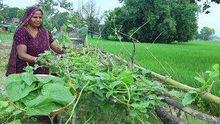 पोई के पत्ते की हांडी दाल चावल बन जाए तो उंगलियां चाट चाट कर खाएं poi ke patte ki handi dal chawal