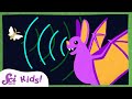 Echolocation in Animals