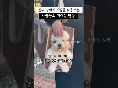 진.짜 강아지 키링을 본 귀여운 반응ㅋㅋㅋ