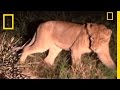 Porcupine and Lions: A Wildlife Encounter