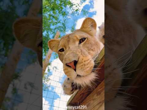 Big Cat Core#cat #bigcat #leopard #panther #jaguar #animals #funny #cute #pet #fyp