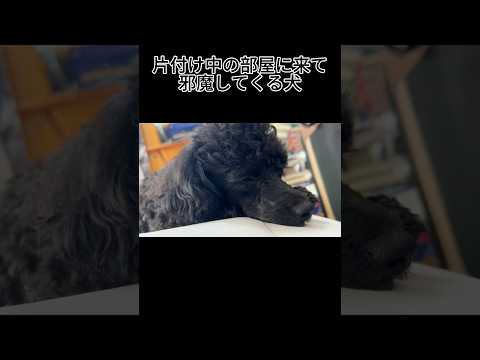 【犬あるある】片付け中に部屋に来て、邪魔してくる犬 #トイプードル #犬 #かわいい #癒し #見て #犬のいる生活 #多頭飼育