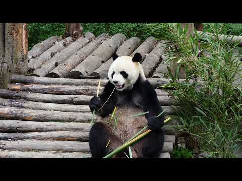 Giant pandas like to eat bamboo