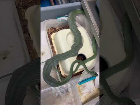 Breeding Snakes that Eat other Snakes comes with Hazards!