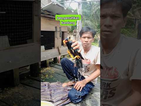 #sulingsakti #kicaumania #burungkicaudialamliar #pikatbeo #burung #birds