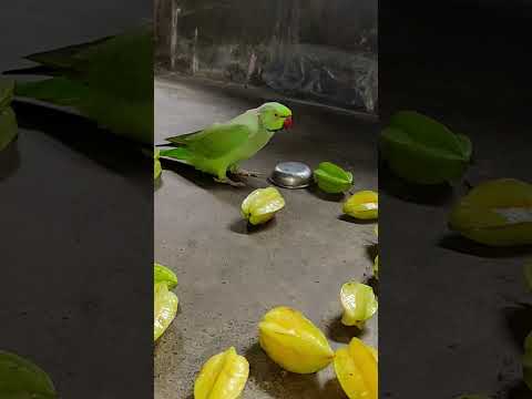 amazing talking parrot mithu 💚🦜