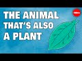 Understanding Elysia chlorotica and Mixotrophy
