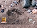 Bear Track Identification and Analysis