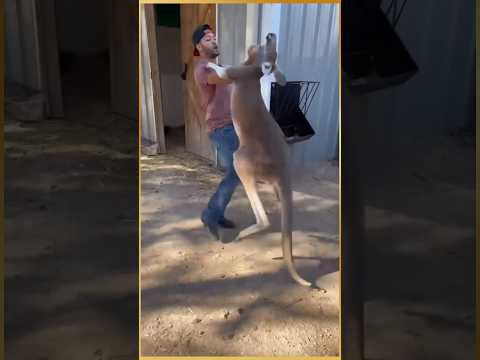 Women rescue baby kangaroo #kangaroo #facts #animals #education #rescue #shorts