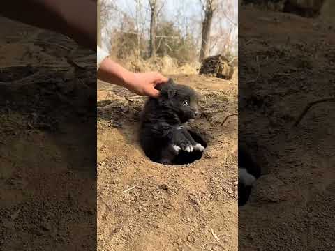 Menggagahi seekor anjing lokal kecil, rencana debut hewan peliharaan yang lucu, anjing, matahari em