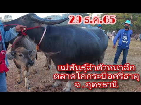 ราคาควายวันนี้-29ธค65-ตลาดโคกระบือศรีธาตุ-จอุดรธานี-ปิดท้ายป Dream Lifestyle ราคาควายวันนี้ 29ธค65 ตลาดโคกระบือศรีธาตุ จอุดรธานี ปิดท้ายป