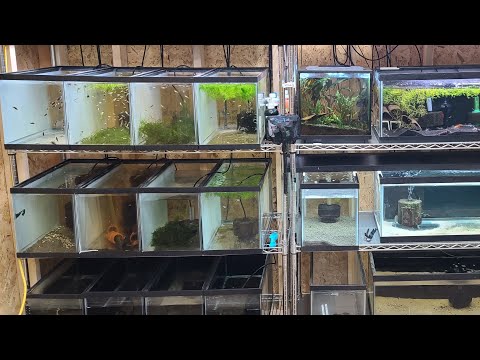 Feeding Fish & Talking Tanks Join this channel to get access to perks_
https_//www.youtube.com/channel/UCw4N-onfTOuggIX51aw5RUw/j