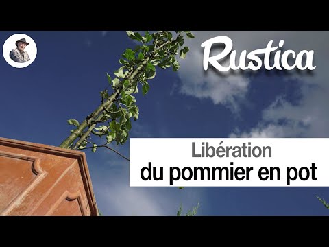 Libération d'un pommier cultivé en pot