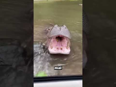 O hipopótamo não conseguiu a melancia