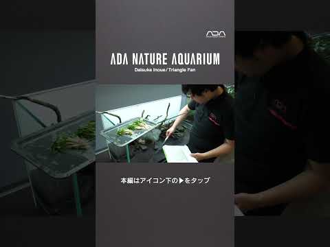 [ADAview] Triangle Fan  -W1200mm Nature Aquarium Layout-