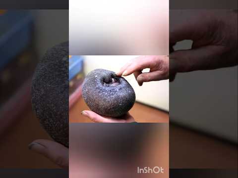 Strange Hedgehog Is Going Viral in 2025!