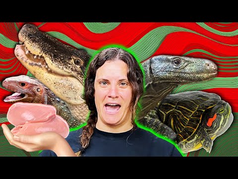 I Fed Every Reptile at the Zoo… and It Was Wild!😳