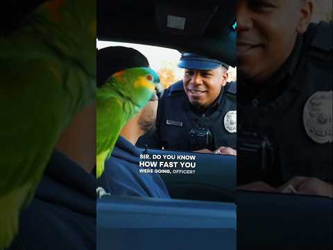The 🦜Parrot Revealing his Ower Driving Fast😂 #funny #talkingparrot #funnyvideo #shortvideos #shorts