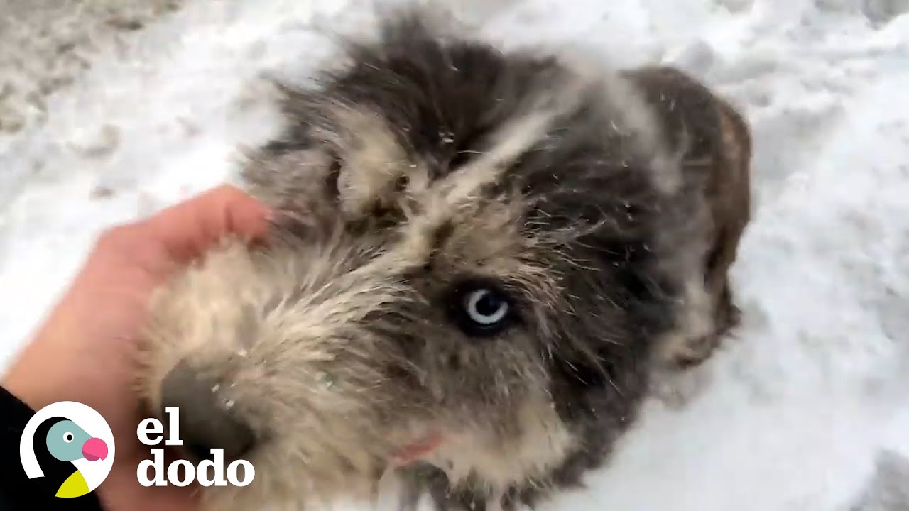 Perrita callejera le pide a un hombre que se detenga a ayudarla