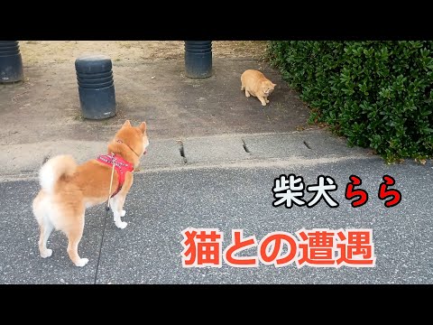 猫との遭遇
