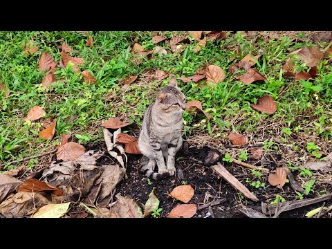 Birds Plants Fruits Vegetables Animals