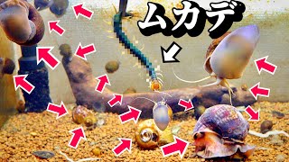 大量ジャンボタニシ水槽にムカデを入れると…