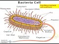 Prokaryotic vs Eukaryotic Cells: Key Differences