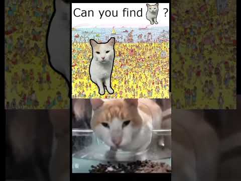 can you find me ... 😺😺😺🤫🤔