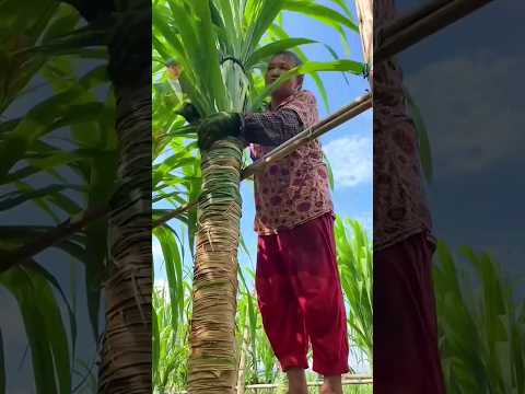 ide pertanian tebu agar memudahkan pemanenan #tebu #pertaniantebu