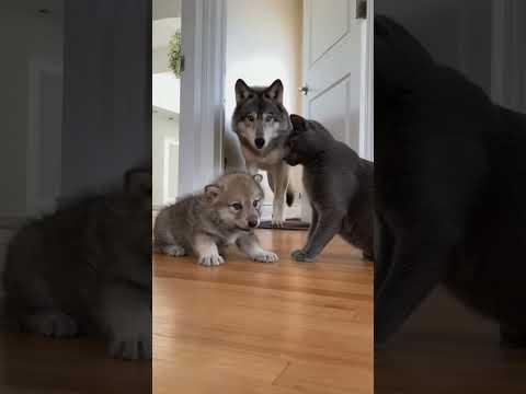 아기늑대를 지켜보는 고양이의 순간 | Cat Meets Wolf Pup for the First Time