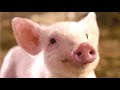 Charlotte's Web Comprehension Questions