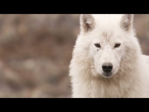 Meet the White Wolf Pack of Ellesmere Island | White Falcon, White Wolf (Part 2) | BBC Earth
